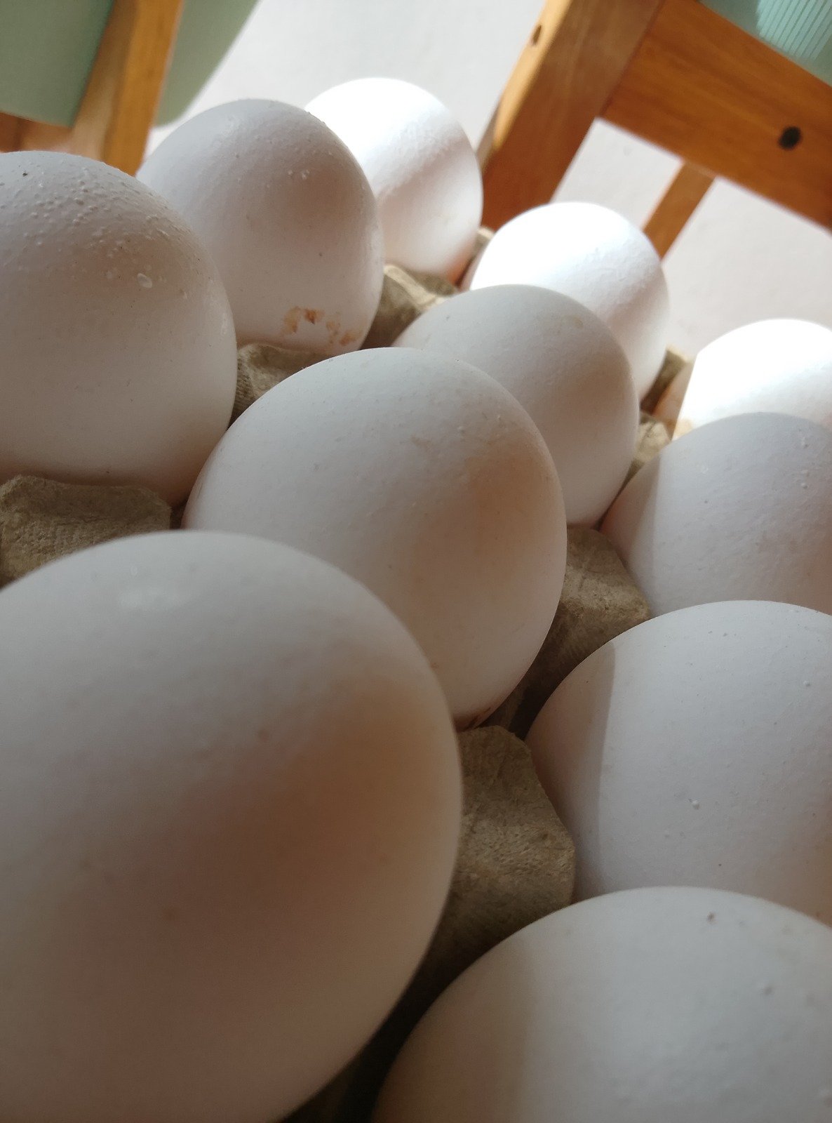 Maple Huevos Blancos - NRO 1 - - Imagen 3