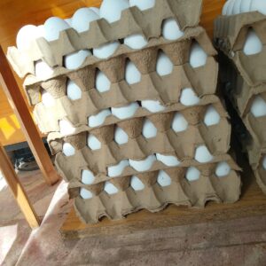 Maple Huevos Blancos - NRO 1 -