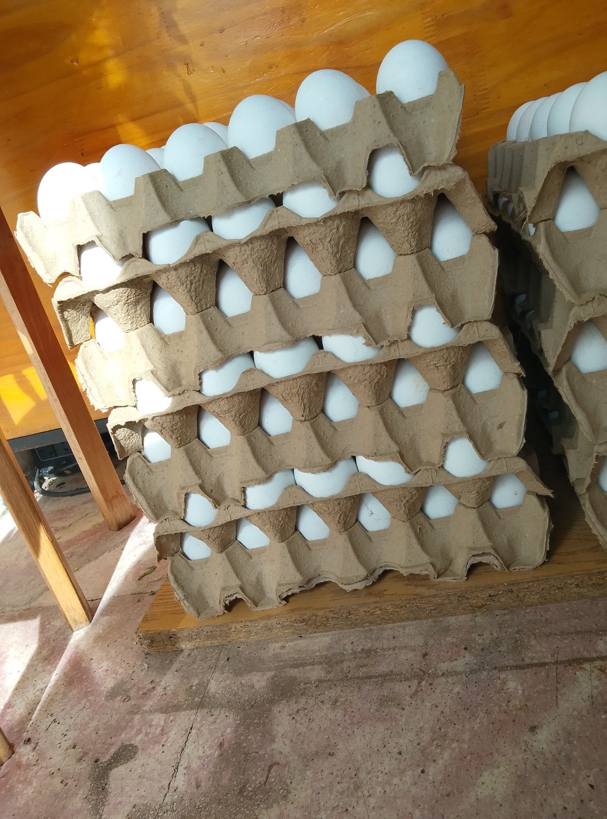 Maple Huevos Blancos - NRO 1 -