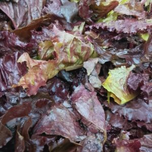 Lechuga Morada - 150GR -