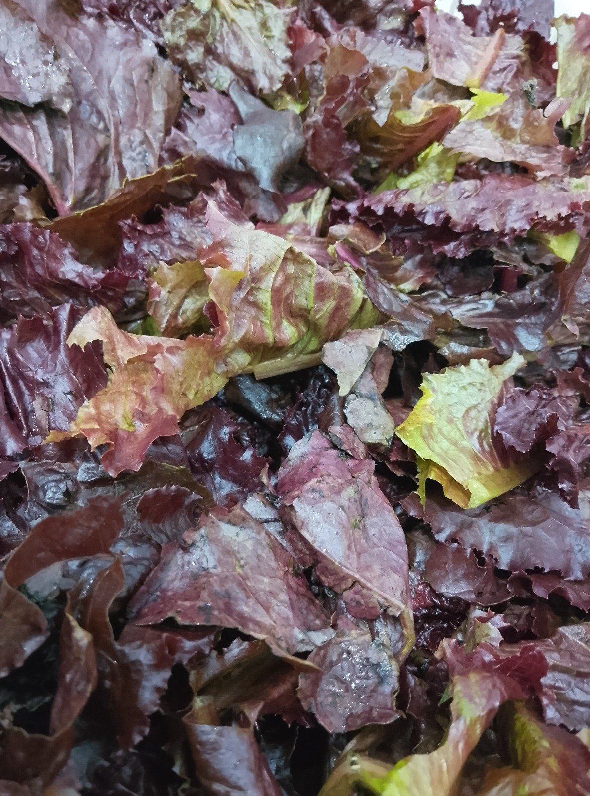 Lechuga Morada - 150GR -